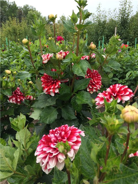 Светлая Галадриэль, или путешествие по Эльфийскому лесу | Бэйбики Светлая Галадриэль, или путешествие по Эльфийскому лесу