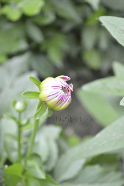 Яркие краски. Вихтели Rosemarie Anna Muller