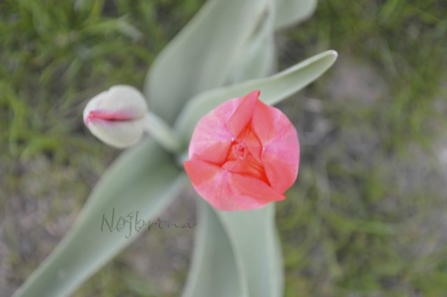 Яркие краски. Вихтели Rosemarie Anna Muller