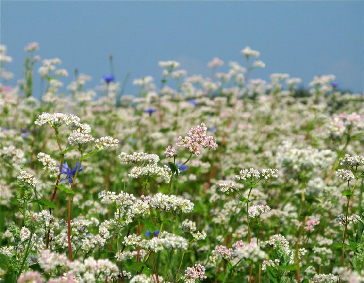 До свидания, Июль! Minouche от Sylvia Natterer (фото 4)