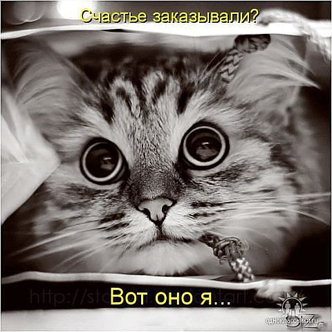 Без кота и жизнь не та — Болталка и разговоры обо всем: жизнь