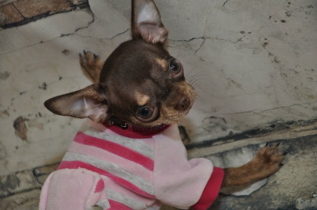 Лайла (Кайе Виггз) с Феней (чишечка). Надеюсь, что любителей собачек на сайте также много, как и поклонников кукол от Кайе