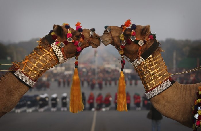 Наши любимые животные — Болталка и разговоры обо всем: жизнь (фото 6)