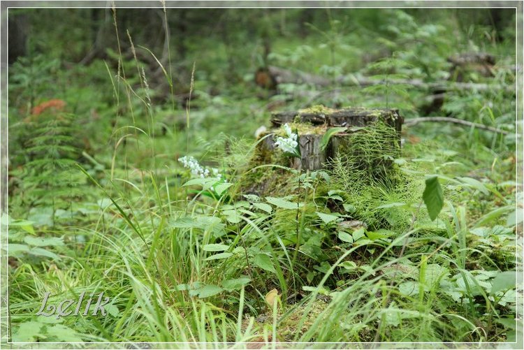 12 месяцев, или как Тамира за подснежниками ходила )