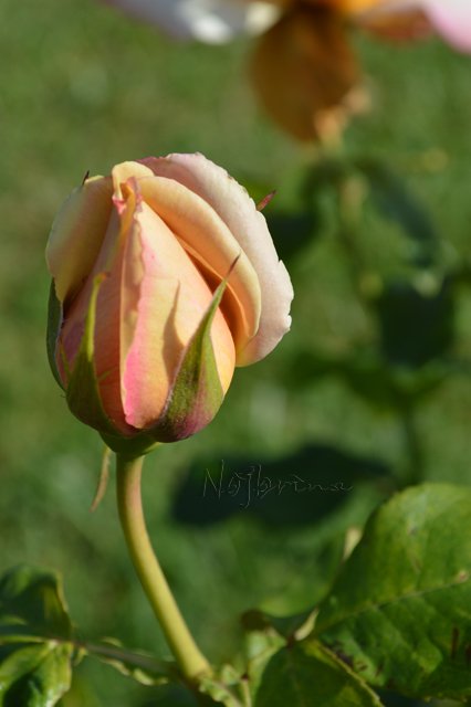 Питер - самый лучший город на земле! Вихтель Rosemarie Anna Muller