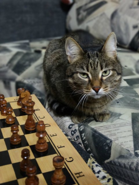 Дети, котики и куклы - наши главные радости (фото 9)