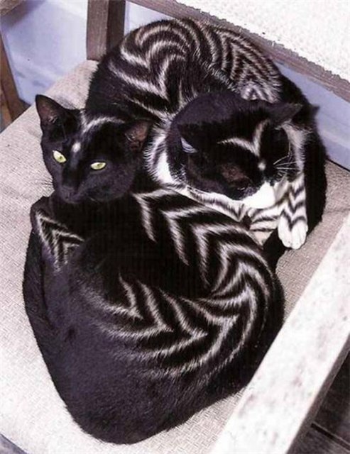 Кошачий позитив — Интересное и необычное: фотоподборки