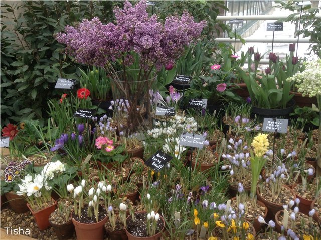 Репетиция весны в "Аптекарском огороде" (фото 7)