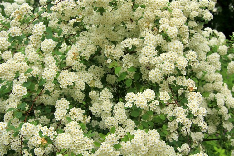 46-ой Пушкинский праздник поэзии в Берново. Часть первая