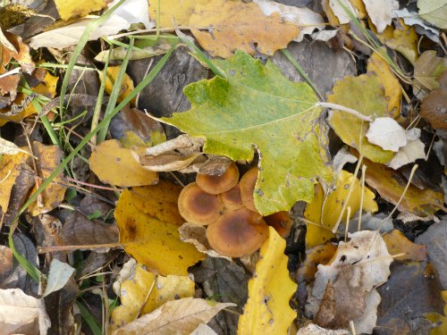 Золотая осень. Старый Оскол, Белгородская область
