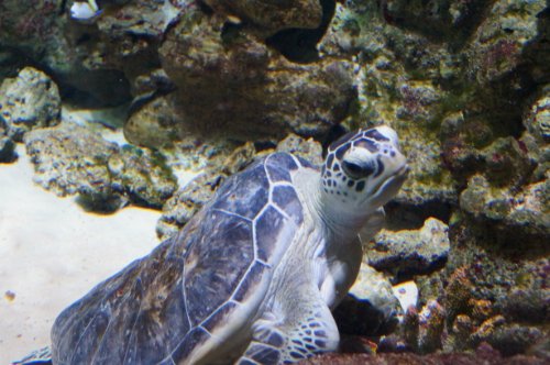 Воронежский океанариум — Туризм и путешествия: фотоотчеты из поездок