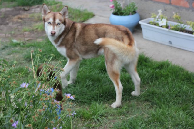 Вязаный подиум от Smorodinы для кукол Gotz