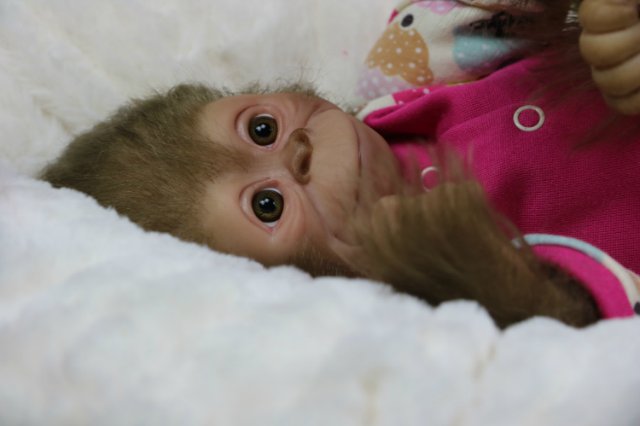 Мартышка - малышка... Куколка реборн Виктории Вишни