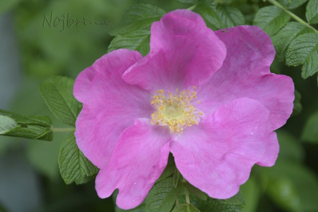 Яркие краски. Вихтели Rosemarie Anna Muller