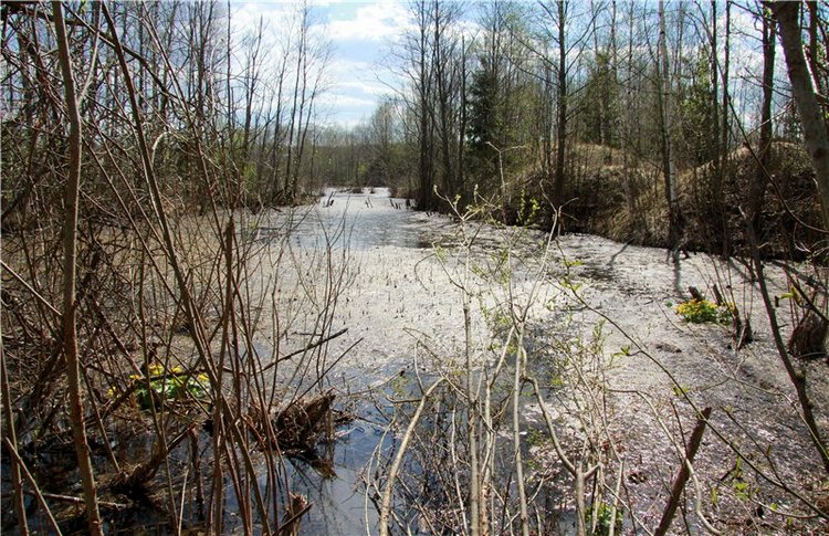 На водопад с Райли. Riley от автора Helen Kish