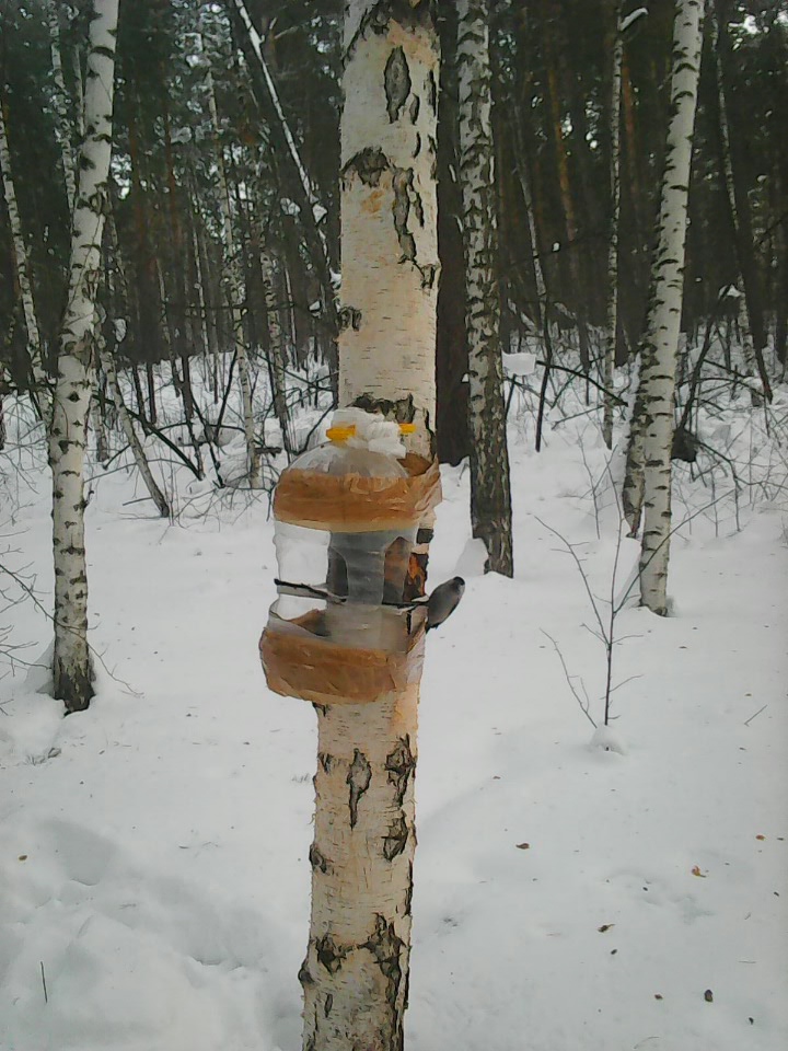 Интересное наблюдение за птицами у кормушки