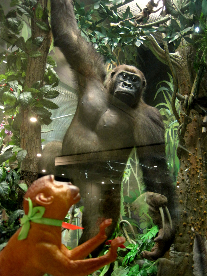 День в музее. Анжела в Государственном Дарвиновском музее