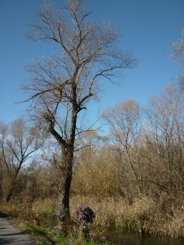 Золотая осень. Старый Оскол, Белгородская область