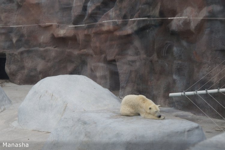 Как Майка в зоопарк ходила. pukiFee Ante Fairyland | Бэйбики Как Майка в зоопарк ходила. pukiFee Ante Fairyland