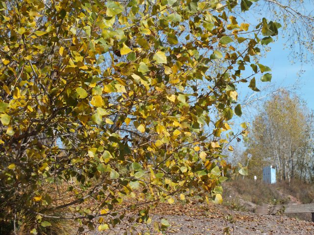 Осень золотая пора. Натали, LUTS (мейк от WOLKOLAK) (фото 6)