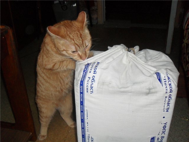 Сколько кукол может жить в квартире или мой кукольный рай