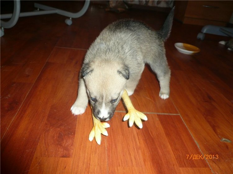 Куклы и собаки. Радость в нашем доме