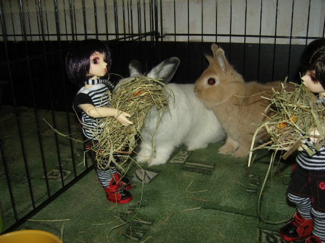 Юннаты - Рен и Ран — Куклы Dollzone (Доллзон): BJD (БЖД) (фото 7)