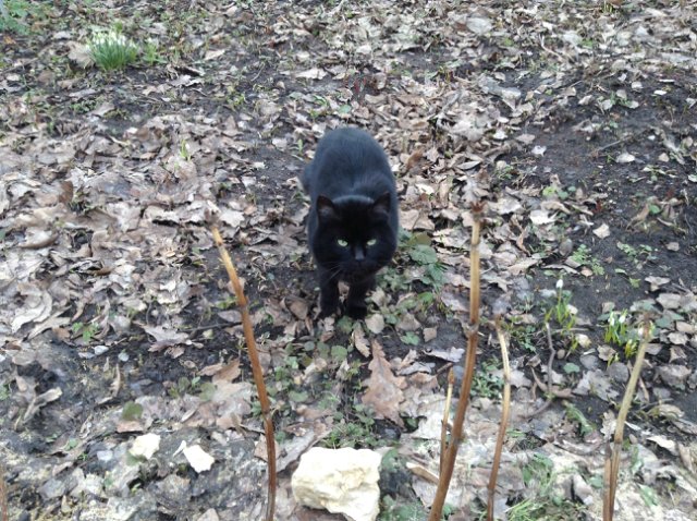 Прогулка по парку с этническими куколками Adora, Tonner, Oldenburg, Creedy