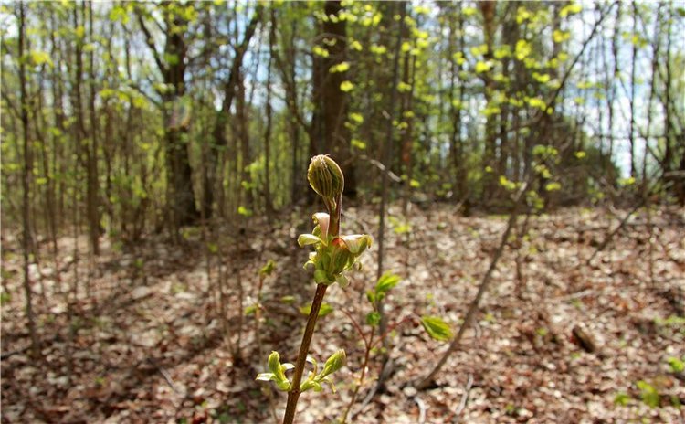 Сказочное Василёво. Реплика антикварной куклы Bébé BRU JNE от автора Branka Schärli