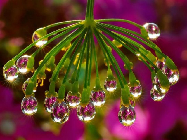 Капелька :) — Интересное и необычное: фотоподборки (фото 4)