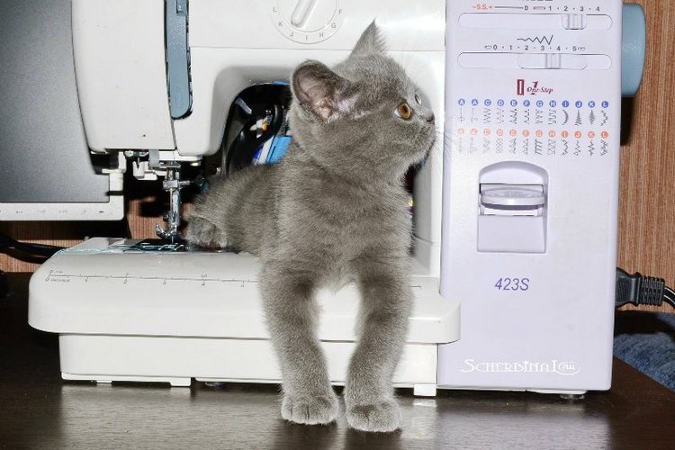 Новый образ Софи. Haruka Obitsu, Azone XS