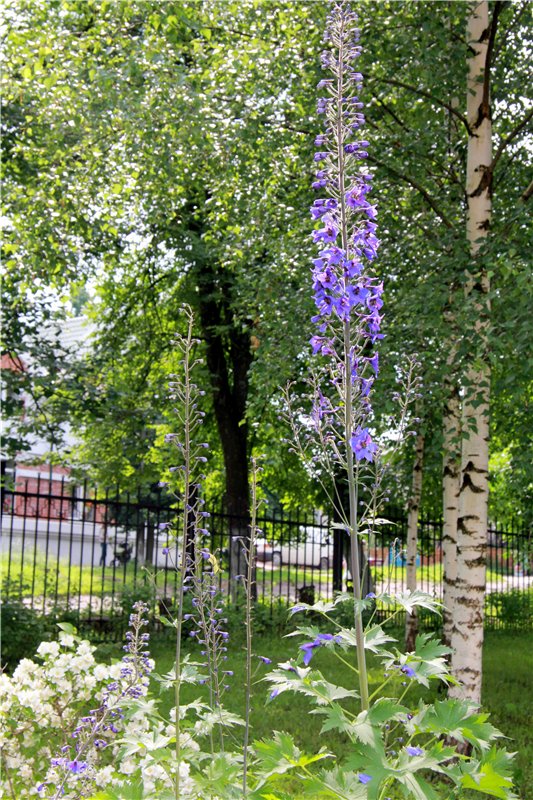 Кашин - город русского сердца. Часть седьмая. Вознесенский кафедральный собор