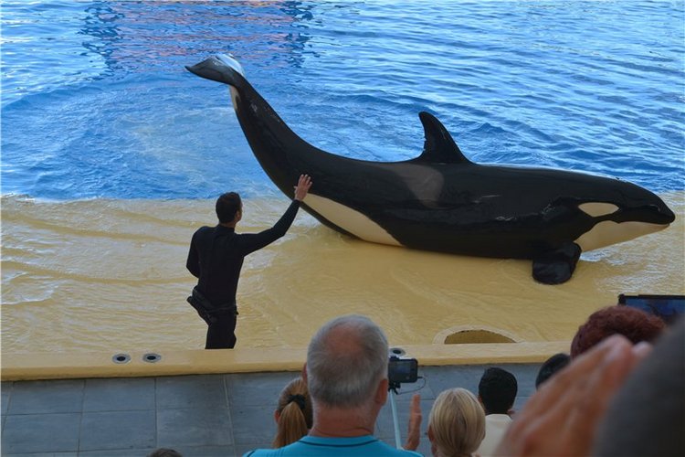 Испания. Тенерфе. Часть 2. Лоро парк