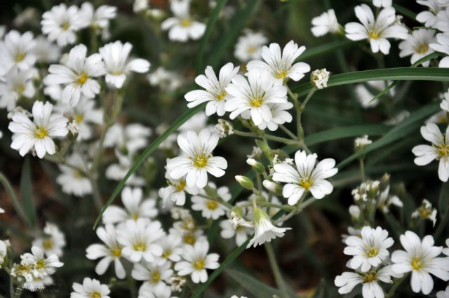 Olivia от Helen KISH