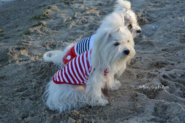 Ассоль-ки. Куколка Ann Estelle от Tonner