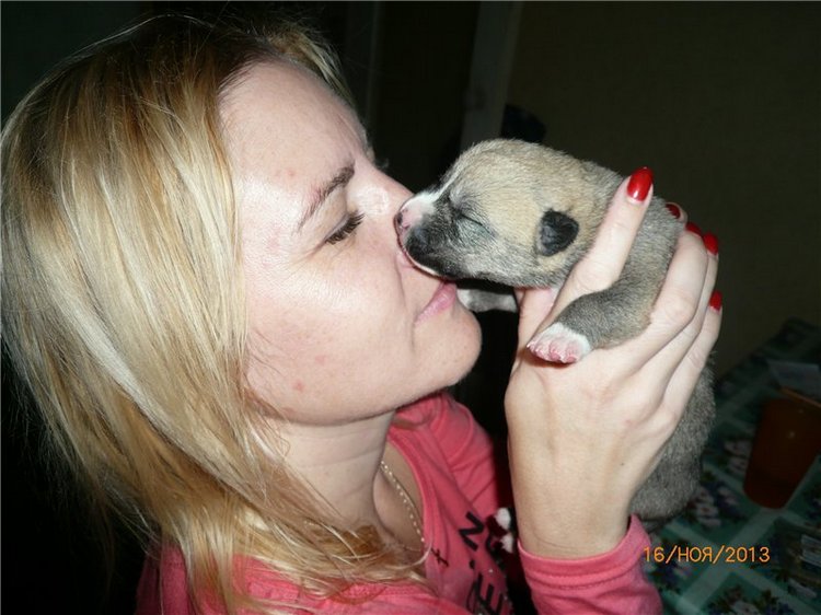 Куклы и собаки. Радость в нашем доме