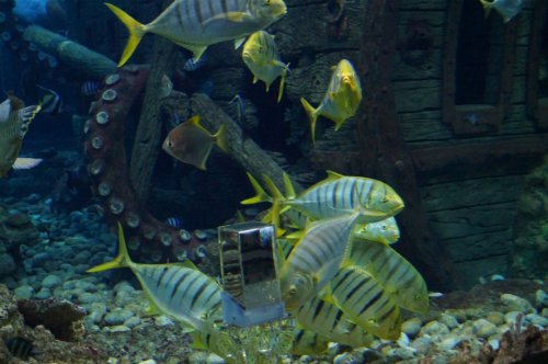 Воронежский океанариум — Туризм и путешествия: фотоотчеты из поездок