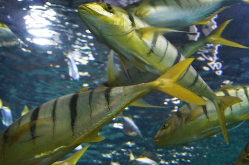 Воронежский океанариум — Туризм и путешествия: фотоотчеты из поездок