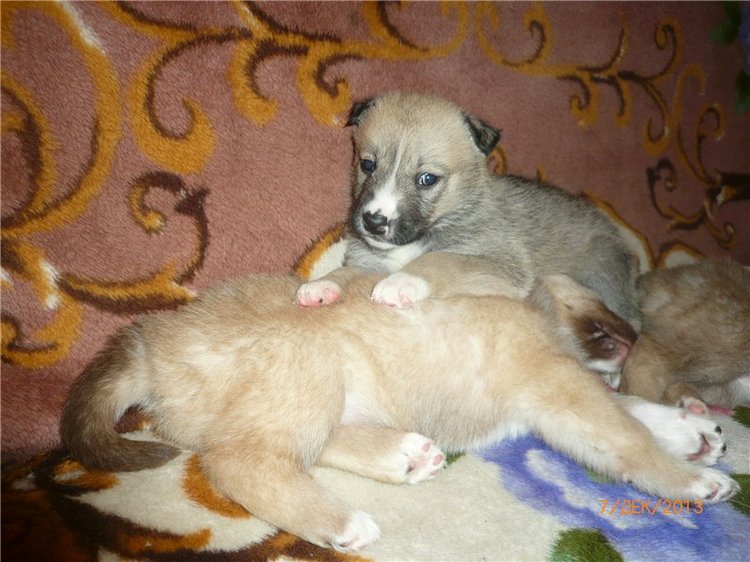 Куклы и собаки. Радость в нашем доме