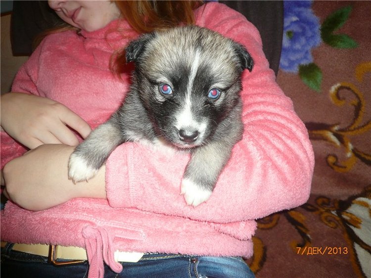 Куклы и собаки. Радость в нашем доме (фото 9)