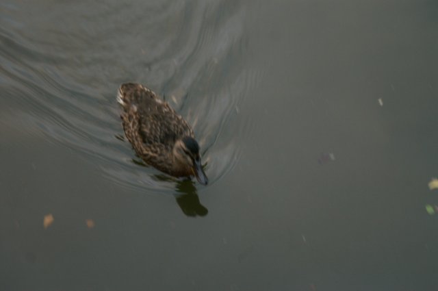 Den Gamle By - живая история Дании