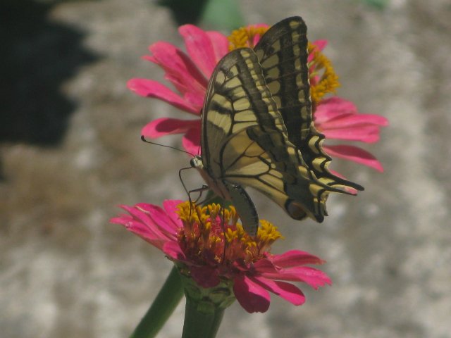 Кусочки моей Греции — Болталка и разговоры обо всем: жизнь (фото 8)