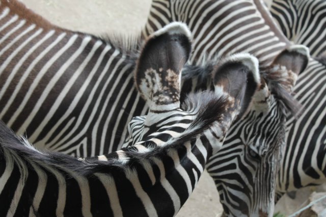 Сказка о Мишеле, BJD часть 2