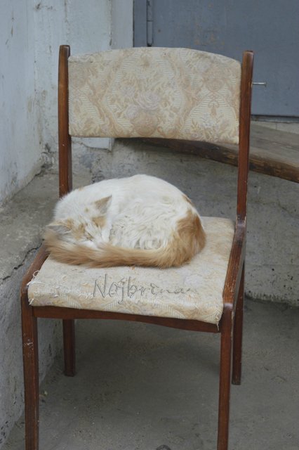 Яркие краски. Вихтели Rosemarie Anna Muller