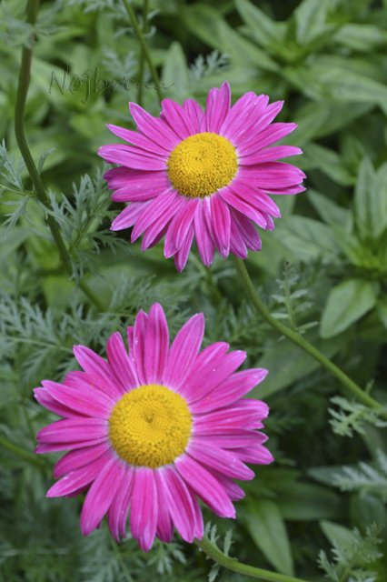 Яркие краски. Вихтели Rosemarie Anna Muller