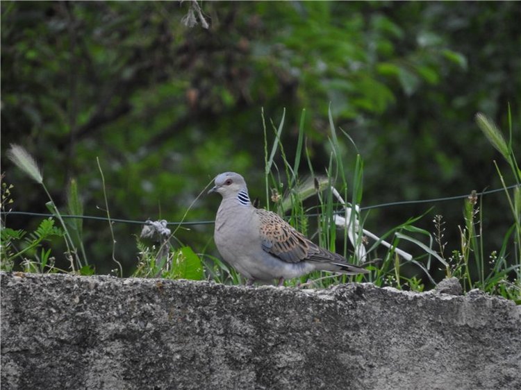 Любителям маленьких кукол