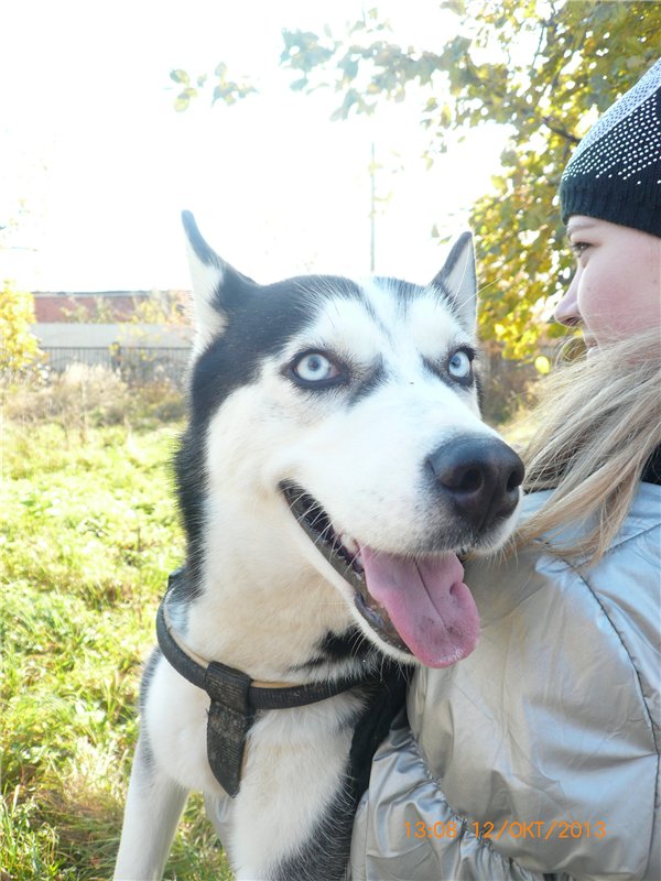 Золотая осень. Сосенка Пин - куколка БЖД | Бэйбики Золотая осень. Сосенка Пин - куколка БЖД