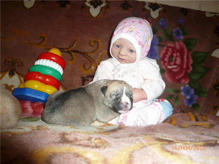 Куклы и собаки. Радость в нашем доме (фото 3)