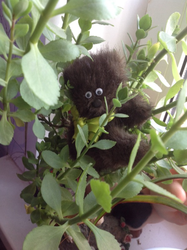 Как бы Тедди — Другие хобби и увлечения: сад