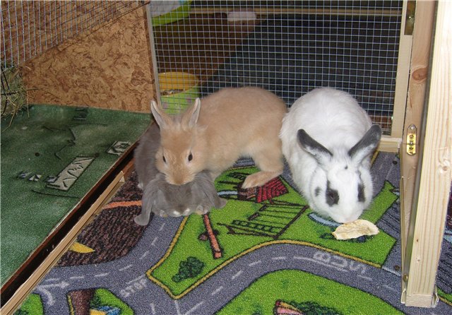 Мои любимые свинтусы Арлекин, Домино, Кёрли и Кума